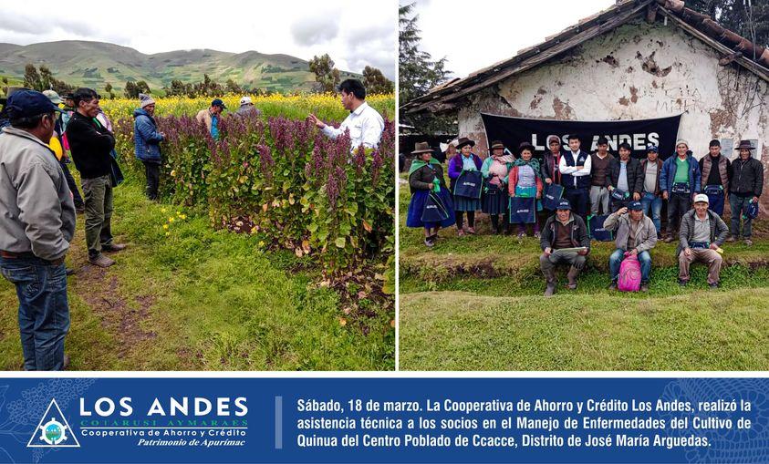 Agencia Andahuaylas. Realizó la asistencia técnica a los socios en el manejo de enfermedades del cultivo de Quinua del Centro Poblado de Ccacce